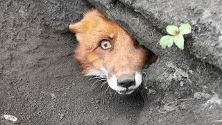 Foxes dig the JUBILEE tunnel