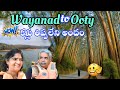 Wayanad to Ooty | Pine Forests | Avil Milk | Hidden Gems | Road Trip | Vijayas Harivillu