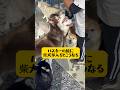 【柴犬×ハスキー】ハスキーの輪に柴犬が入るとこうなる #シベリアンハスキー #柴犬#面白い #shortvideo #shorts #youtubeshorts
