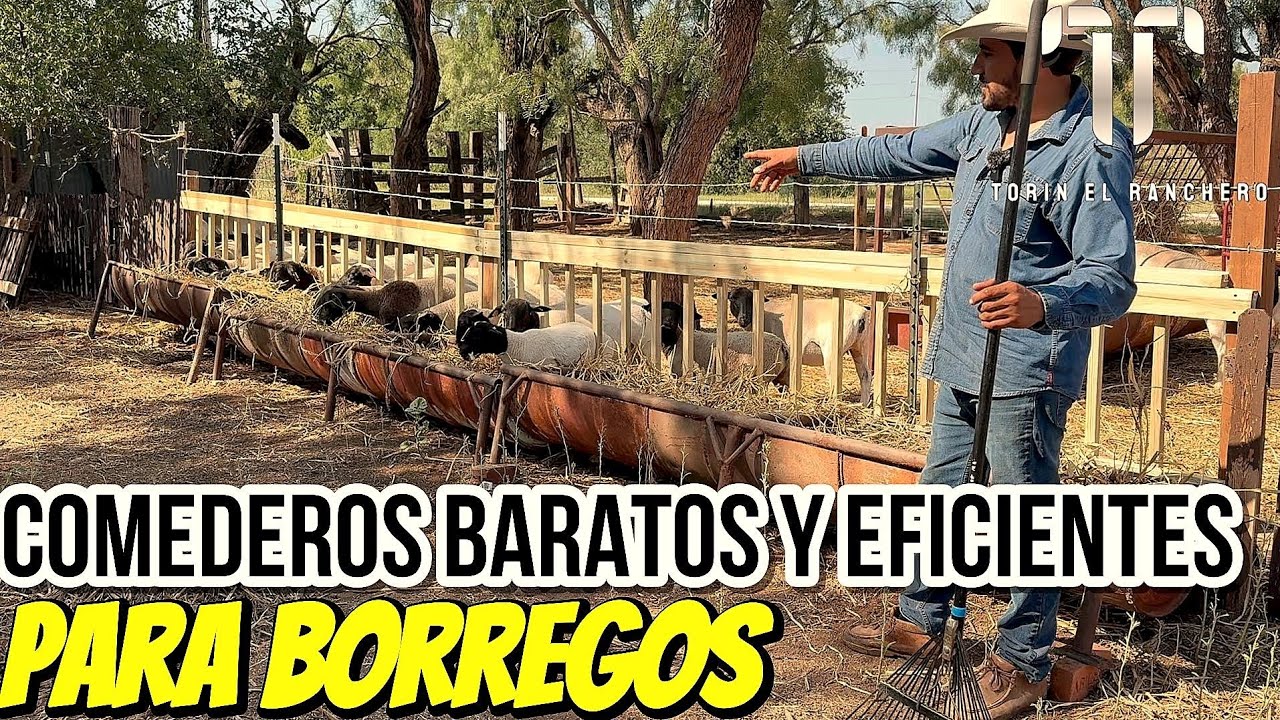 Como construir comederos RAPIDO FACIL Y BARATOS para tus BORREGOS muy eficientes 