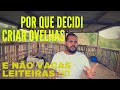 POR QUE DECIDI CRIAR OVELHAS E NÃO VACAS LEITEIRAS!