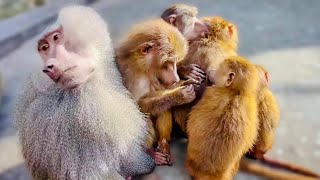 В дружной семье гамадрила Нафани живет злая обезьяна Ада!