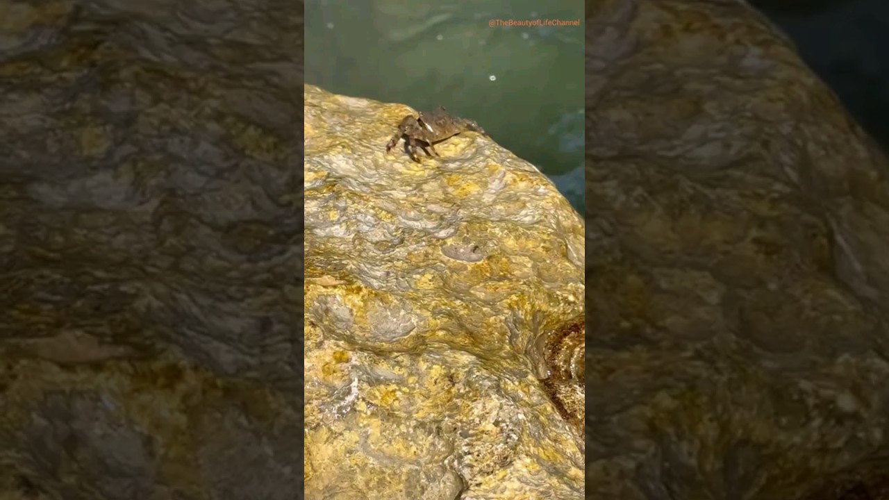 "Unveiling the Rare Encounter: Crab on a Golden Rock!" 