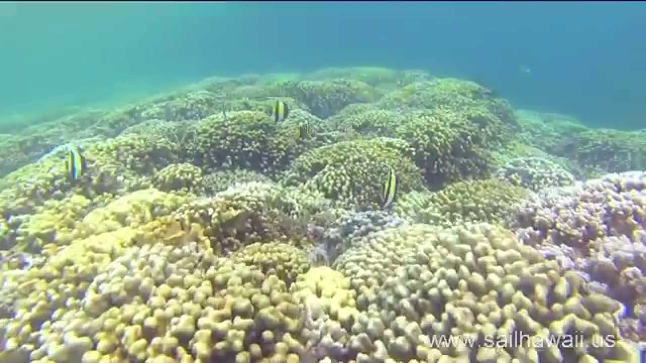 Kaneohe Bay Snorkel with Turtles