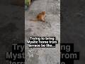 Trying to Bring My Orange Cat Inside Be Like... 😹 #catbehavior  #funnycatshorts