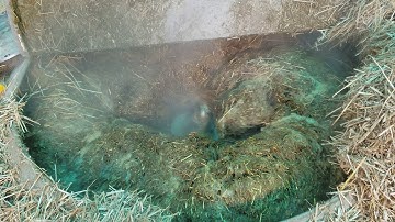 Wheat Straw Pulp Machine Manufacturer, Reed Pulp Machine, H.C. Hydrapulper