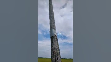 Cây dừa nhiều trái nhất Việt Nam _ Út Rồng