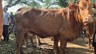 15 JUTA HAMIL 5 BLN🔥SAPI HAMIL HARGA MURAH | Pasar Jatirogo