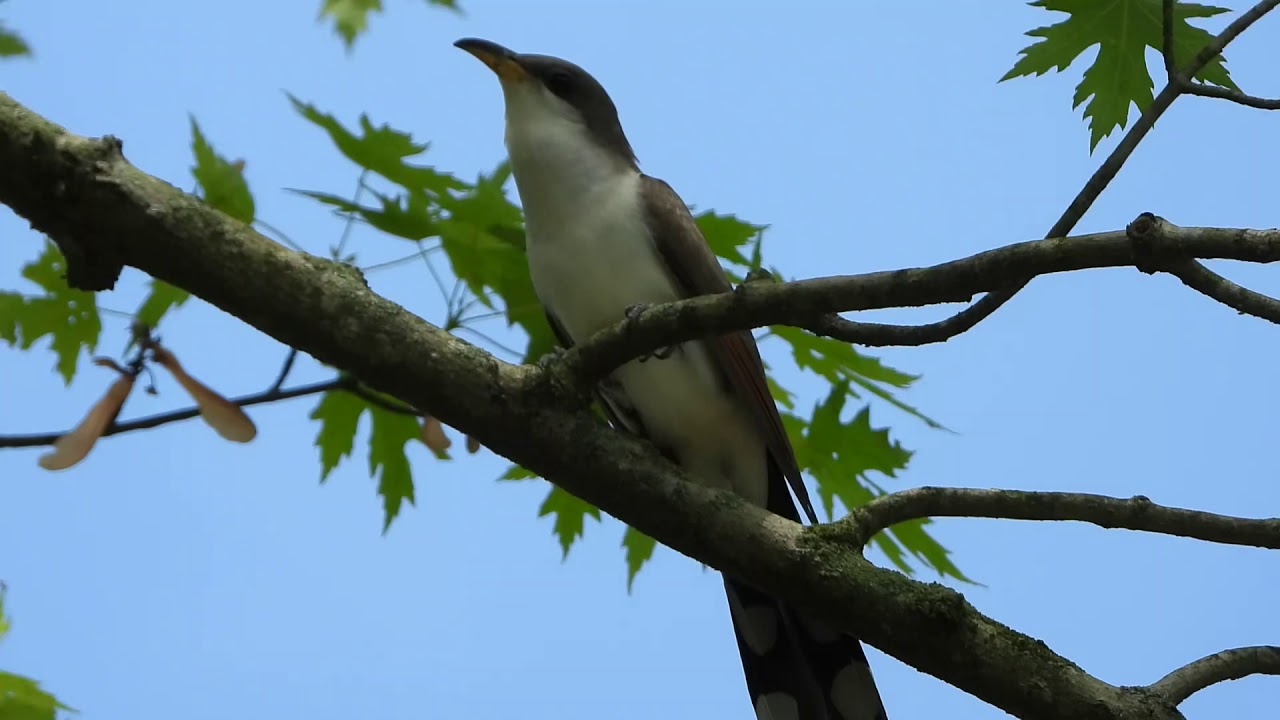 Yellow-billed Cuckoo 