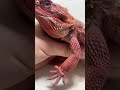 His little beard horns are stubborn#beardeddragon #petsvlog #petlover #realfools