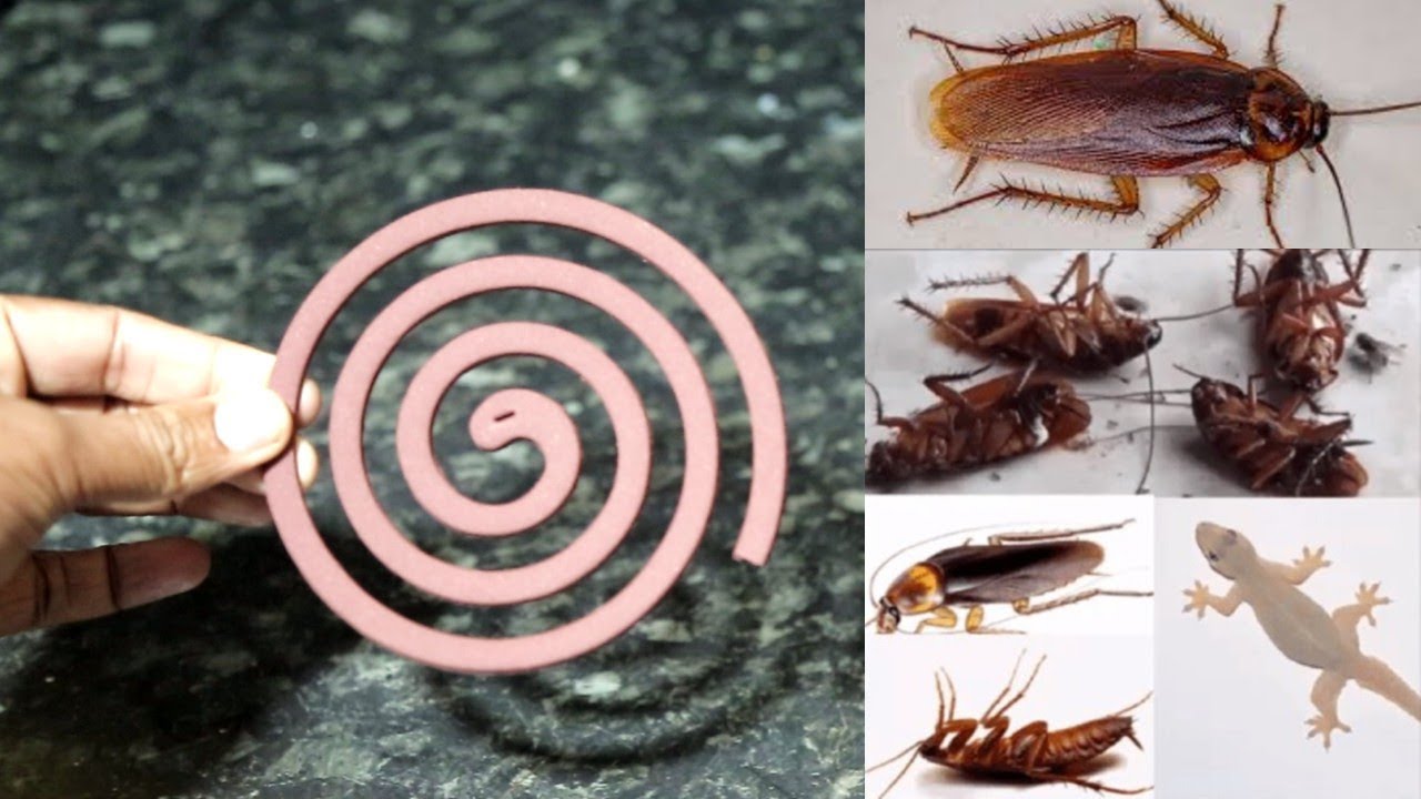 Супер-средство от тараканов | Как избавиться от тараканов в доме | Mr. Maker