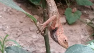 Chameleon Eating Insects