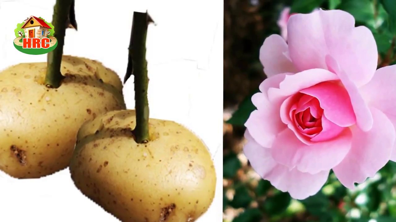 cocina saludable cursos bogota Ella Puso una Rosa en Una Papa, Y el resultado fue increíble