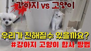 강아지 고양이 같이 키우기!올바른 합사 방법은?