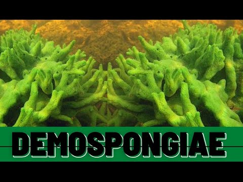 CLASSIFICATION OF PHYLUM PORIFERA | DEMOSPONGIAE | BSc | ZOOLOGY