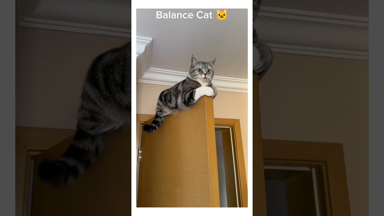 Secrets of Expert Cat Balancing