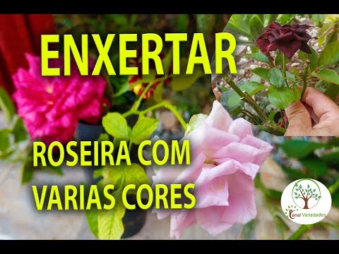 Vídeo: Por que minhas rosas mudam de cor: aprenda o que faz as rosas mudarem de cor