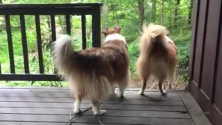 Collies barking at thunder