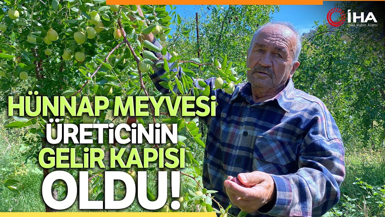 Atalarından Miras Hünnap Meyvesi Gelir Kapıları Oldu