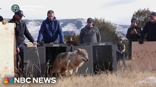 Colorado releases wolves captured in Canada to create permanent population