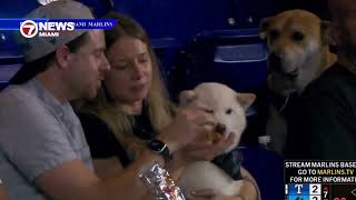 Jealous dog caught drooling over other dog’s hot dog at loanDepot Park