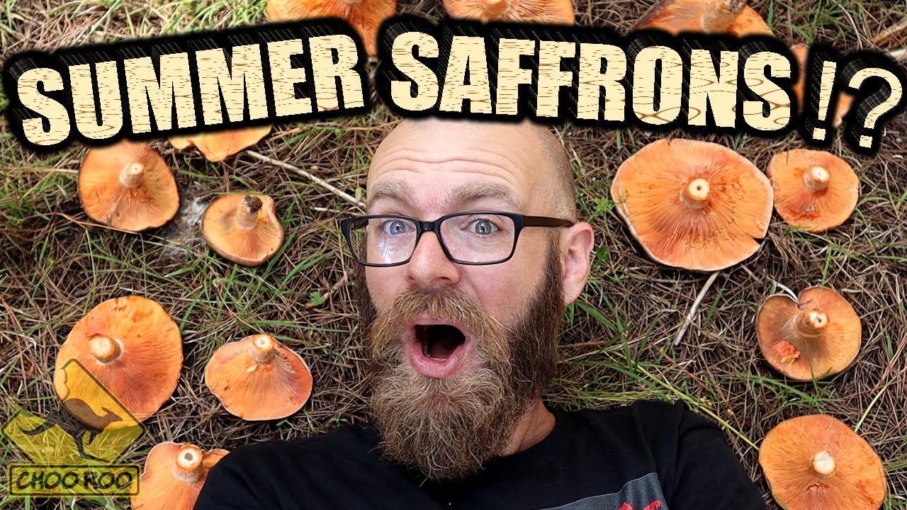 Foraging for Mushrooms in Summer