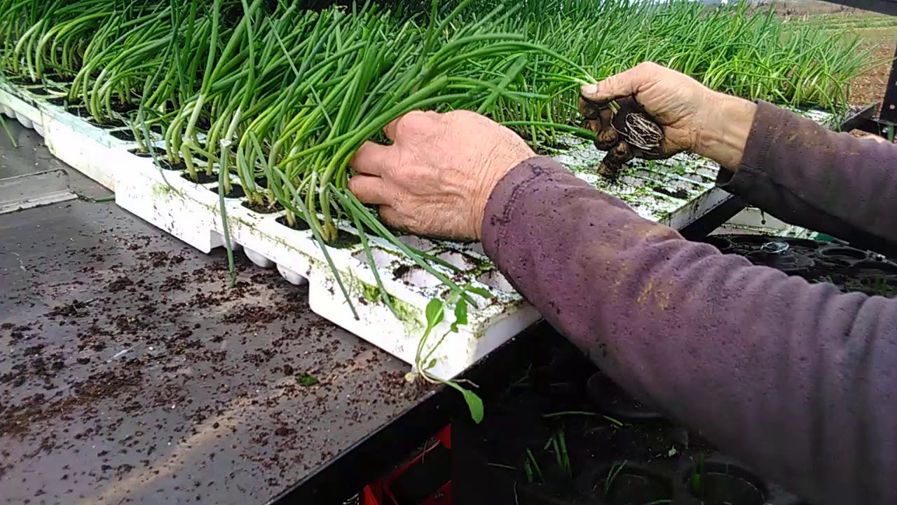 Plantation Checchi & Magli 4 rangs d'oignon de Lézignan