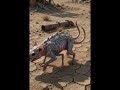 The future world and mutant creatures