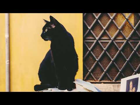 Watch Don't Dream It's Over (feat. Sylvan Esso) - Flock of Dimes on YouTube