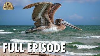 Wild America | S8 E8 'Wild Refuge' | Full Episode | FANGS