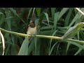 Golondrina común antes de su partida para pasar el invierno.