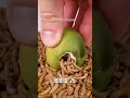 Mealworms vs. Lime