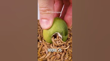 Mealworms vs. Lime