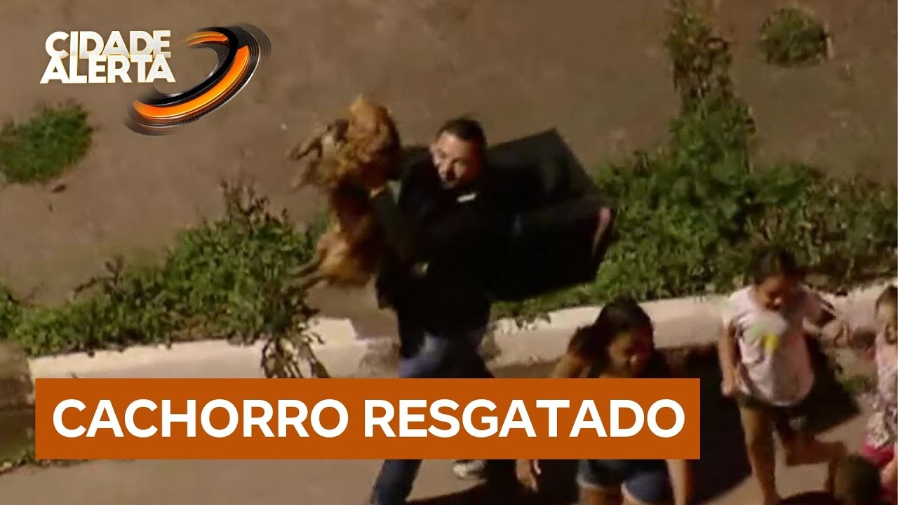 Cachorro que corria pelo Rodoanel é resgatado em Embu das Artes (SP)