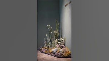 Combo Xương rồng siêu keo tới rồi đây. Lhe 09099.96504 #buyme  #cactus #combo #xuongrong