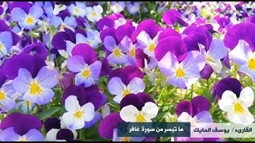 تلاوة عطرة من سورة غافر للقارىء الشيخ يوسف الحايك