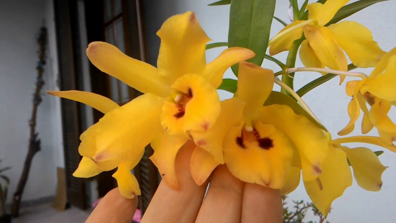 Dicas Dona Maria - Orquidea Dendrobium - Olho de Boneca - thptnganamst.edu.vn