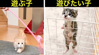 まだ遊べない生後２３日目の子猫と大暴れする先住猫たちの違い。