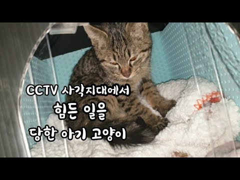 초등학생의 장난에 상처를 받고 사람을 피하는 아기고양이에게 예방접종을 해 주었어요