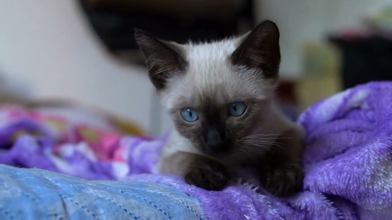 Do cats get embarrassed when they miss a jump?