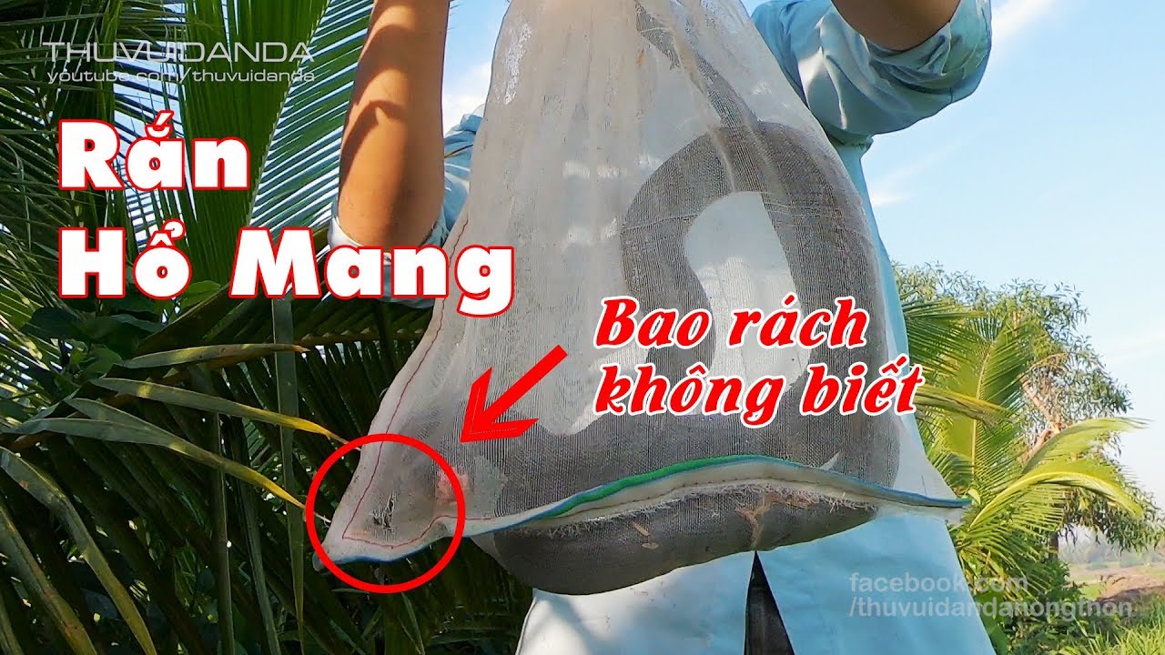 Cặp Rắn Hổ Cực Độc Dính Bẫy | Bỏ Rắn Vô Bao Rách Mà Không Biết l Cobra ...