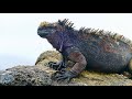 Galapagos Inguanas / Leguane