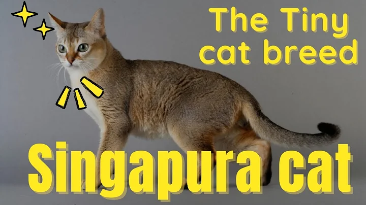 Watch the video about Singapura cat the tiny domestic cat breed