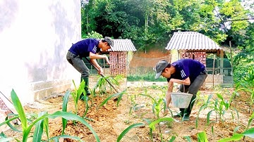 Bỏ Đạm Vun Gốc Cho Cây Ngô Phát Triển Đạt Năng Suất Cao | NGOC HUY OFFICIAL