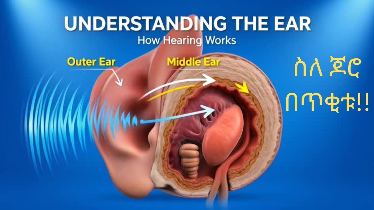ስለ ጆሮ በጥቂቱ/ understanding Ear Amharic