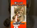 猫ちゃんに噛み癖がついてしまいますっ☆#猫のいる暮らし #雑学 #保護猫