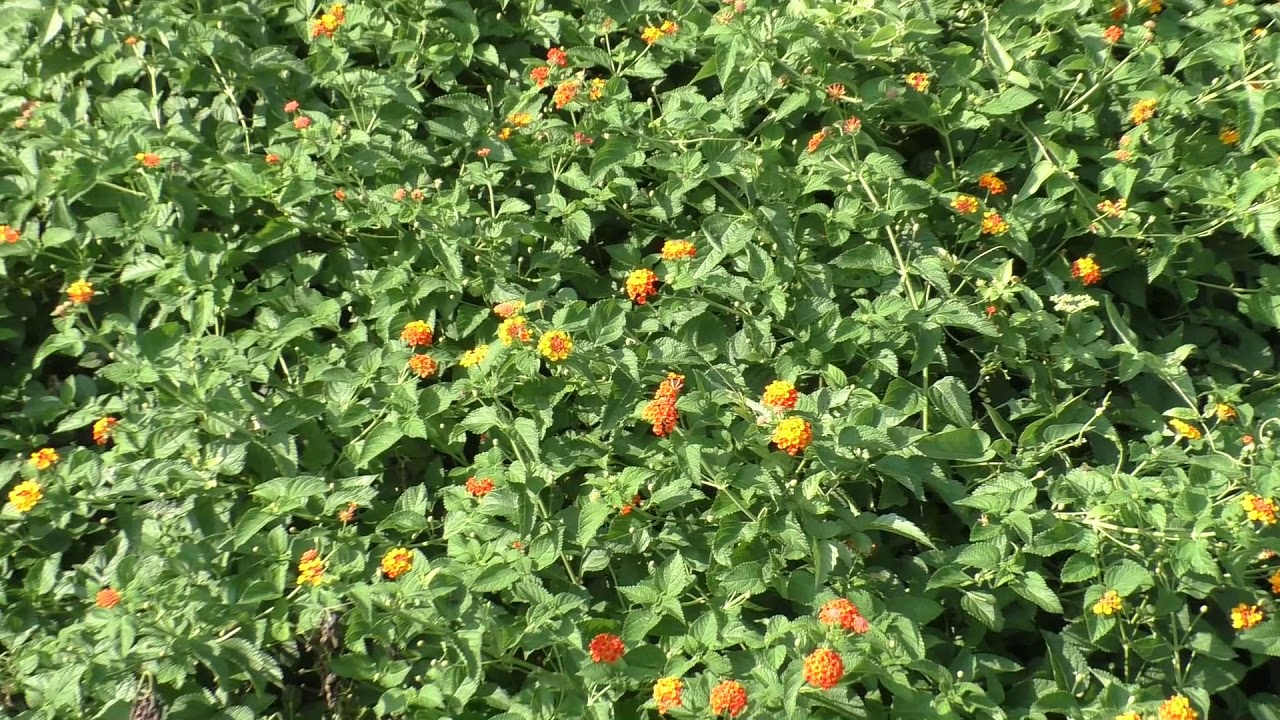 ランタナ シチヘンゲ 七変化 Lantana ランタナ シチヘンゲ 七変化 Lantana