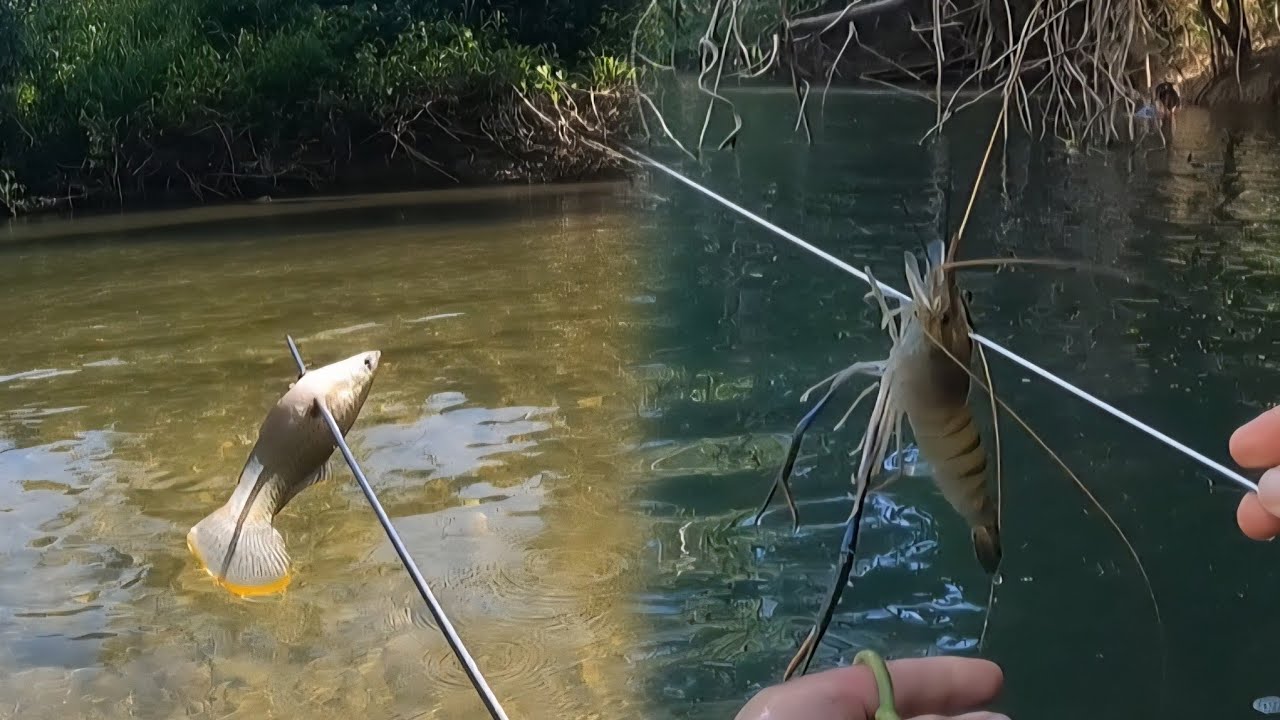 Pescamos en Rio para capturar Machaca pero regresamos con Butes, Mojarra y Camarón