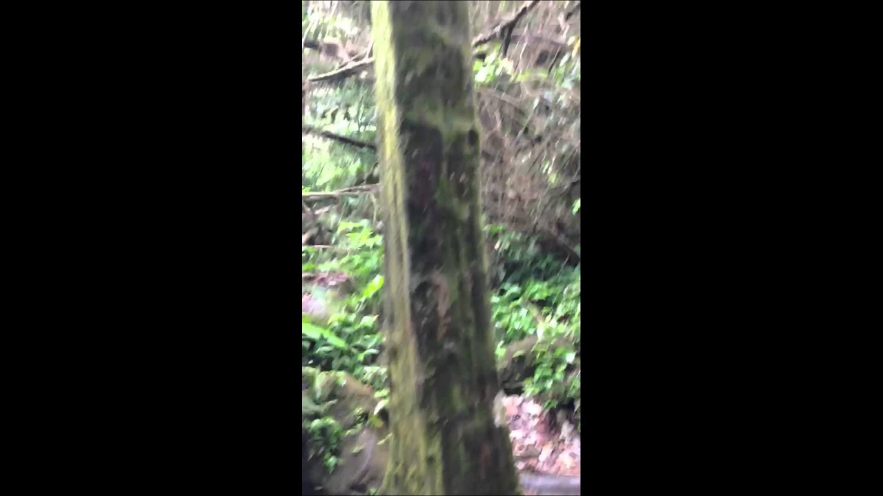 Square Tree in Panama - YouTube