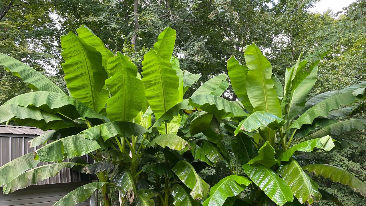How You Can Grow GIGANTIC Bananas In A Temperate Zone YouTube how-you-can-grow-gigantic-bananas-in-a-temperate-zone-youtube
